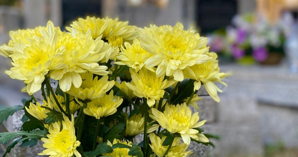 Chrysanthemen können bis zu einem Monat in einer Vase bleiben. So verlängern Sie ihre Frische