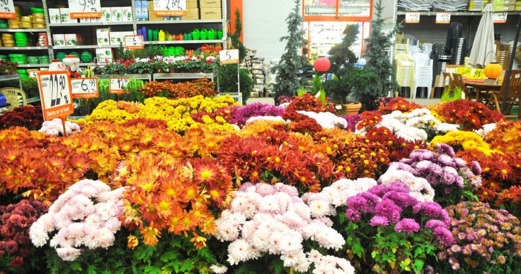 Kaufen Sie solche Chrysanthemen nicht. Sie werden es nicht einmal bis Allerheiligen schaffen