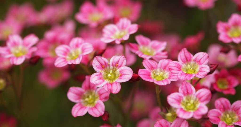 Pflanzen Sie es unbedingt im Oktober. Im Frühling haben Sie den schönsten Garten der Gegend
