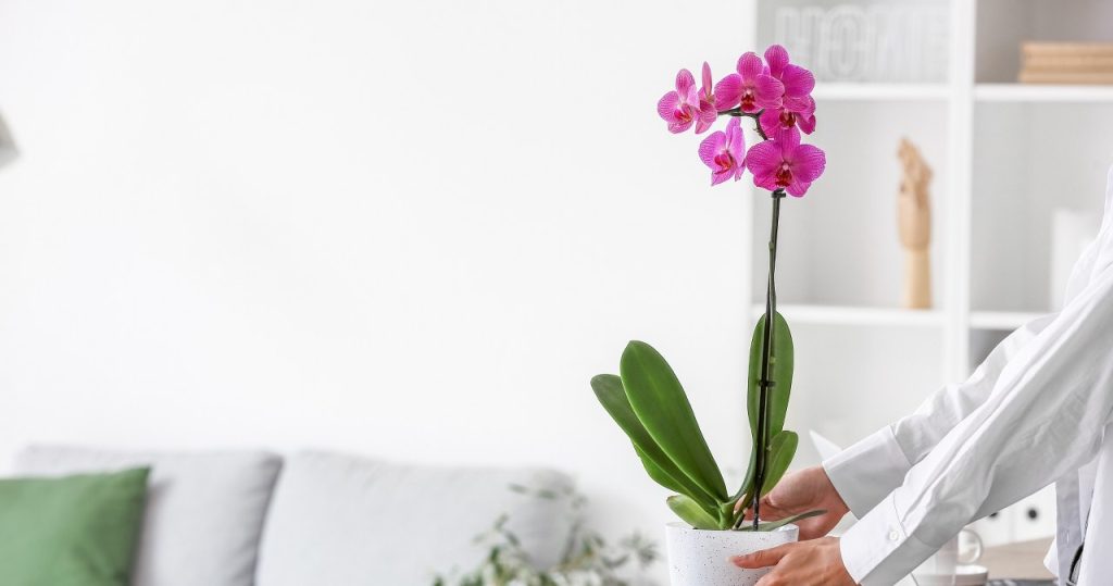 Geben Sie es nicht in ein Glas, sondern in einen Topf mit einer Orchidee. Es wird blühen wie nie zuvor